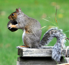 Squirrelwithblackwalnut